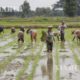 လယ်မြေတွင် စပါးစိုက်ပျိုးနေသော တောင်သူများအားတွေ့ရစဉ်(ဆင်ဟွာ)