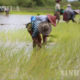 လယ်ယာလုပ်ငန်းခွင်က တောင်သူဦးကြီးများကို တွေ့ရစဉ် (ဆင်ဟွာ)