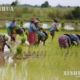 လယ်ယာစိုက်ပျိုးနေသည့် တောင်သူတချို့အားတွေ့ရစဉ် (ဆင်ဟွာ)