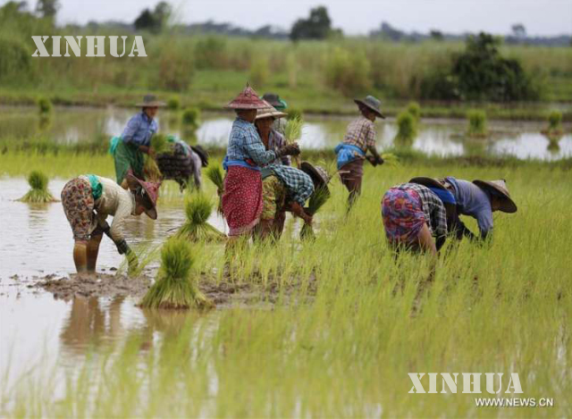 လယ်ယာစိုက်ပျိုးနေသည့် တောင်သူတချို့အားတွေ့ရစဉ် (ဆင်ဟွာ)
