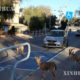 လော့ခ်ဒေါင်းကာလ အစ္စရေးနိုင်ငံ တောင်ပိုင်း Mitzpe Ramonမြို့တွင် တောင်ဆိတ်ရိုင်းလေးများ မြို့ထဲလမ်းများထဲဝင်ရောက် ကျက်စားနေကြသည်ကို ဇန်နဝါရီ ၂၃ ရက်က တွေ့ရစဉ်(ဆင်ဟွာ)