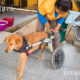 ထိုင်းနိုင်ငံ ချွန်ဘူရီပြည်နယ်ရှိ The Man That Rescues Dogs ဘေးမဲ့ဂေဟာတွင် မသန်စွမ်းခွေးတစ်ကောင်အား အိမ်မွေးတိရစ္ဆာန် ဘီးတပ်ကုလားထိုင် တပ်ဆင်ပေးနေသည့် ဝန်ထမ်းတစ်ဦးကို တွေ့ရစဉ် (ဆင်ဟွာ)