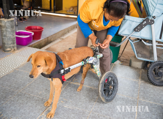 ထိုင်းနိုင်ငံ ချွန်ဘူရီပြည်နယ်ရှိ The Man That Rescues Dogs ဘေးမဲ့ဂေဟာတွင် မသန်စွမ်းခွေးတစ်ကောင်အား အိမ်မွေးတိရစ္ဆာန် ဘီးတပ်ကုလားထိုင် တပ်ဆင်ပေးနေသည့် ဝန်ထမ်းတစ်ဦးကို တွေ့ရစဉ် (ဆင်ဟွာ)