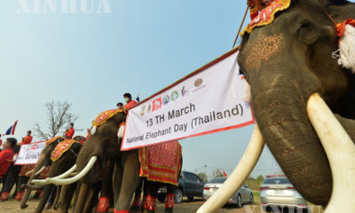 ထိုင်းနိုင်ငံအယုဒ္ဓယမြို့တွင် အမျိုးသား ဆင်ပွဲတော်နေ့ကို မတ် ၁၃ ရက်က ကျင်းပပြုလုပ် နေစဉ်(ဆင်ဟွာ)