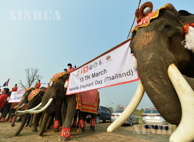 ထိုင်းနိုင်ငံအယုဒ္ဓယမြို့တွင် အမျိုးသား ဆင်ပွဲတော်နေ့ကို မတ် ၁၃ ရက်က ကျင်းပပြုလုပ် နေစဉ်(ဆင်ဟွာ)