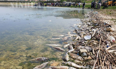 လက်ဘနွန်နိုင်ငံရှိ Qaraoun ရေကန်ကြီးတွင် ရေညစ်ညမ်းမှုကြောင့် ငါးများသေဆုံးနေသည်ကို ဧပြီ ၃၀ ရက်က တွေ့ရစဉ်(ဆင်ဟွာ)