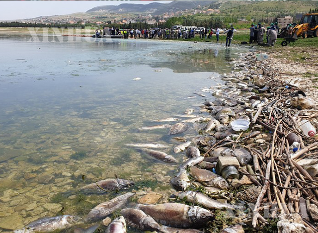 လက်ဘနွန်နိုင်ငံရှိ Qaraoun ရေကန်ကြီးတွင် ရေညစ်ညမ်းမှုကြောင့် ငါးများသေဆုံးနေသည်ကို ဧပြီ ၃၀ ရက်က တွေ့ရစဉ်(ဆင်ဟွာ)